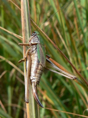 Metrioptera brachyptera