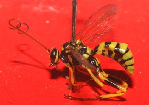 Banchus pictus