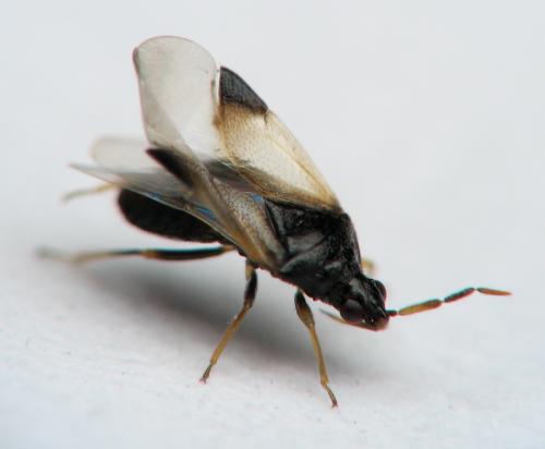 Orius sp.