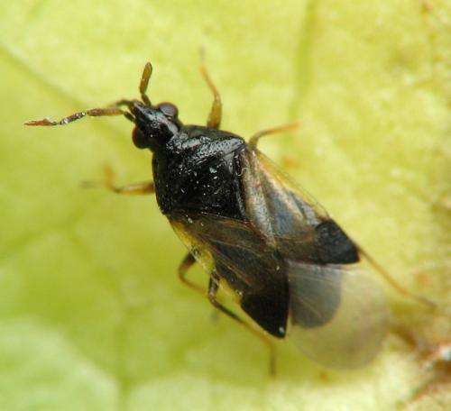 Orius sp.