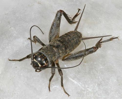 Eumodicogryllus bordigalensis bordigalensis