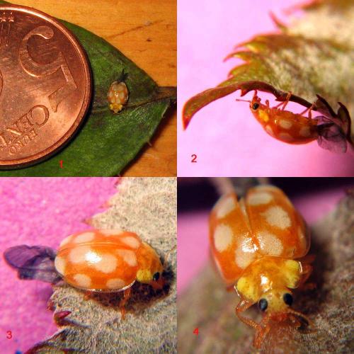 Vibidia duodecimguttata