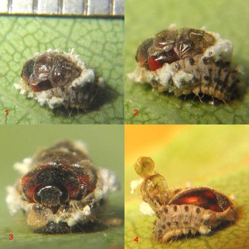 Novius cardinalis