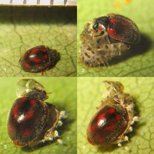 Novius cardinalis