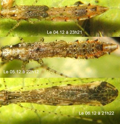Empicoris rubromaculatus