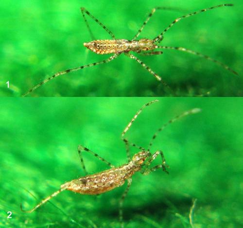 Empicoris rubromaculatus