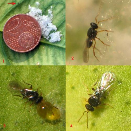 Amitus sp.