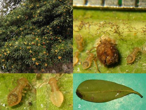 Ectopsocus briggsi