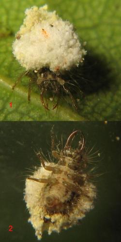 Pseudomallada sp.