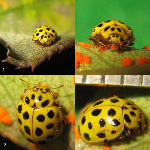 Psyllobora vigintiduopunctata