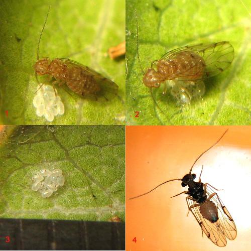 Ectopsocus briggsi