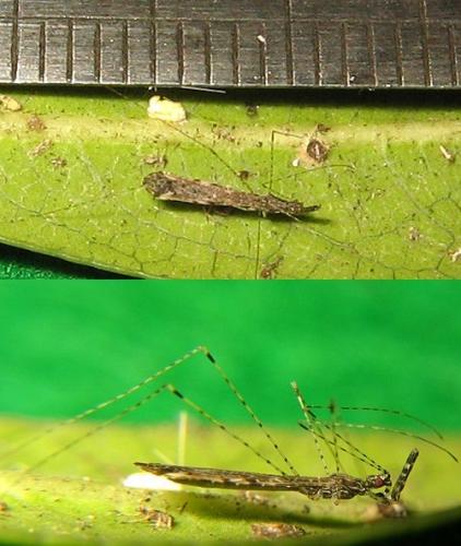 Empicoris rubromaculatus