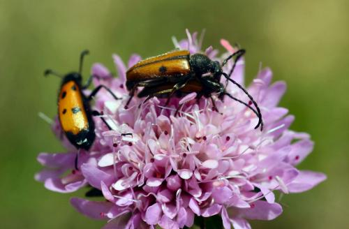 Vadonia unipunctata