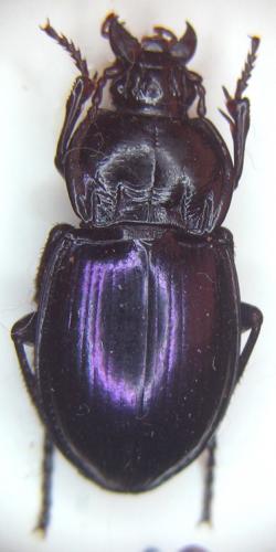 Myas chalybaeus