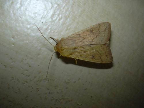Mythimna vitellina
