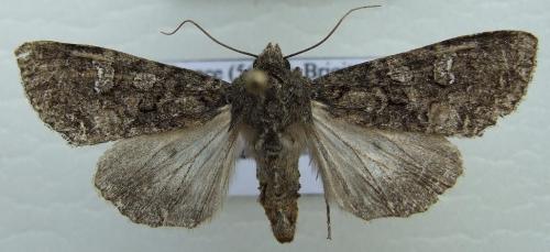 Mamestra brassicae