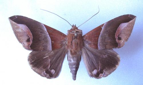 Parachaea macaria