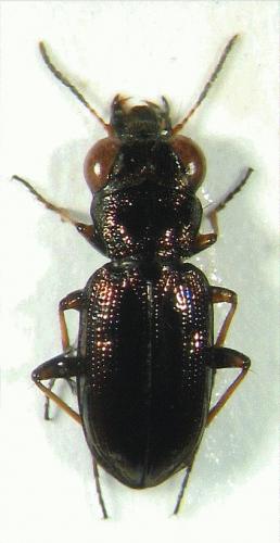 Réf. 15 432 : Notiophilus rufipes