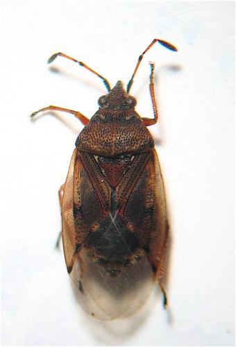 Réf. 15 438 : Kleidocerys sp.
