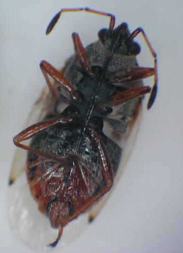 Kleidocerys sp.