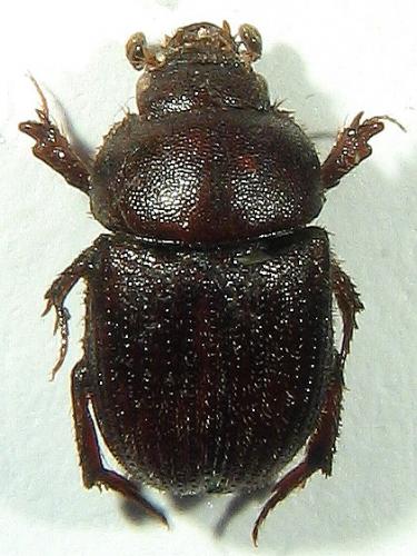 Réf. 15 392 : Ochodaeus thalycroides