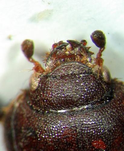 Réf. 15 393 : Ochodaeus thalycroides