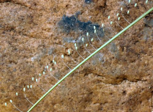 Réf. 15 262 : Chrysoperla sp.