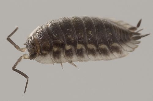 Réf. 15 595 : Oniscus asellus