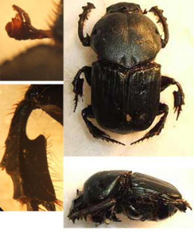 Heteronitis tridens
