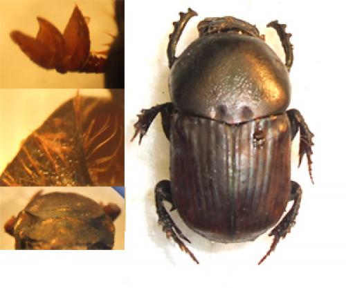 Réf. 15 998 : Onitis sp.