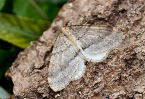 Operophtera fagata