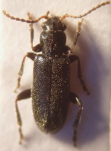 Orsodacne humeralis