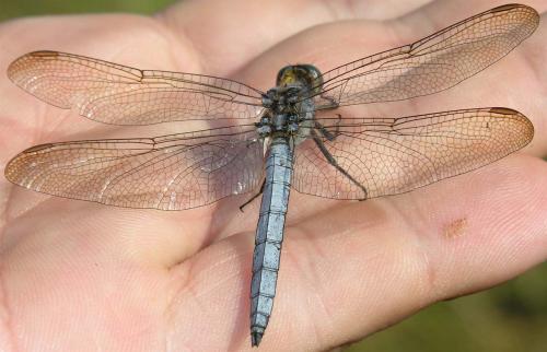 Orthetrum coerulescens