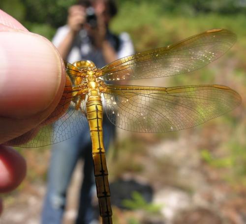 Orthetrum coerulescens