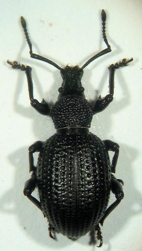 Réf. 15 028 : Otiorhynchus lugens