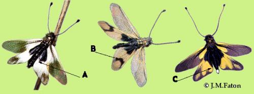 Libelloides divers