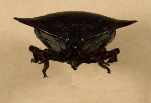 Réf. 15 272 : Embolosterna taurus