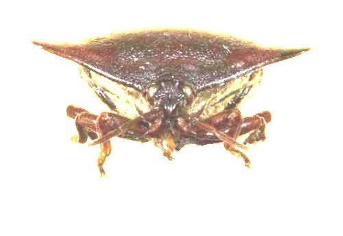 Réf. 15 273 : Embolosterna taurus