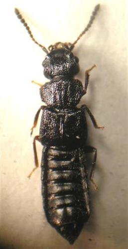 Anotylus rugosus