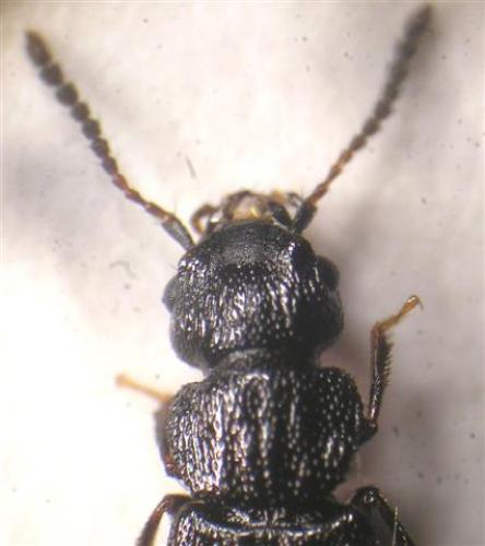 Anotylus rugosus