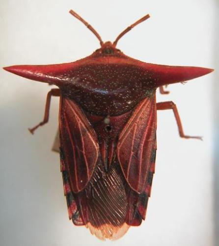 Réf. 15 291 : Pygoplatys lancifer
