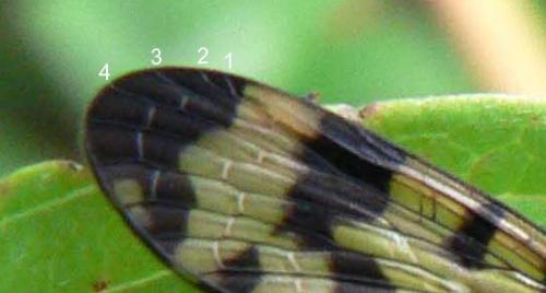 Panorpa vulgaris