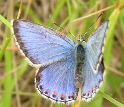 Polyommatus bellargus