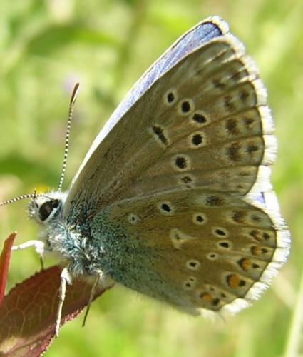 Réf. 15 185 : Polyommatus bellargus