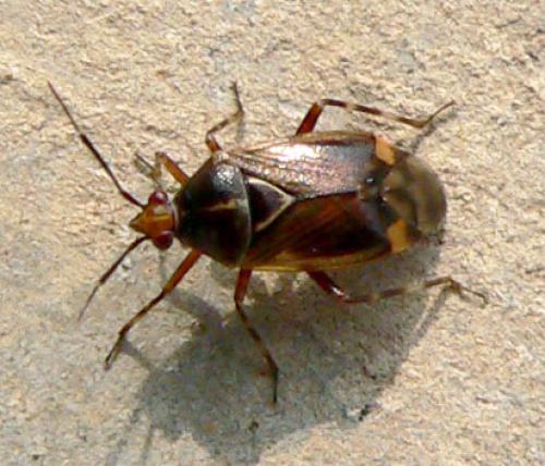 Deraeocoris flavilinea