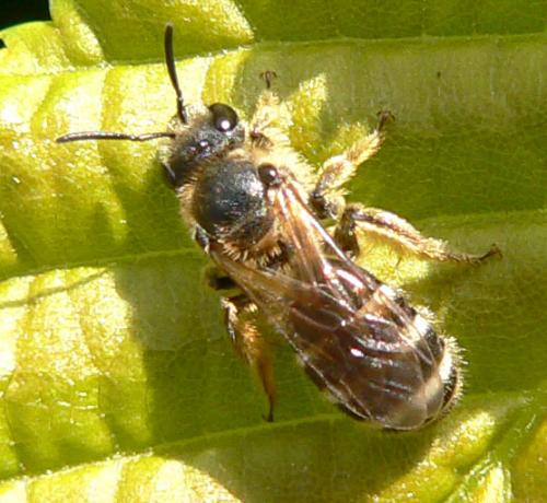 Andrena sp.