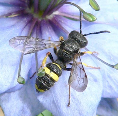 Cerceris rybyensis