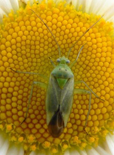 Closterotomus norwegicus