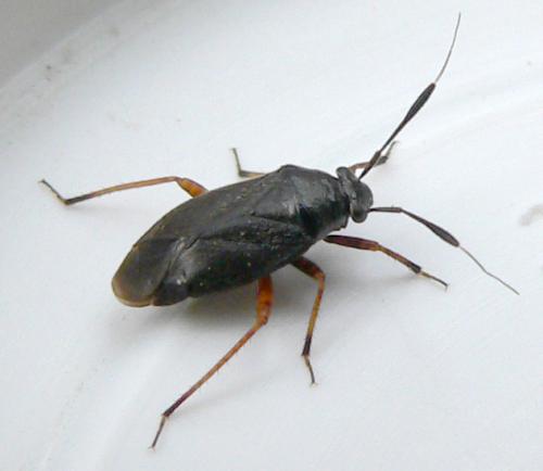 Réf. 15 293 : Capsus ater