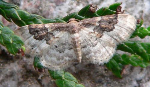 Réf. 15 529 : Idaea rusticata